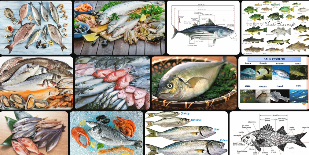 Yenilebilen Balık Çeşitleri Hangileridir? Balıkların Özellikleri Neler?